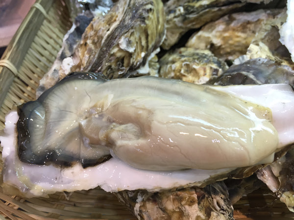 【送料無料】新商品!! 岡山県産生食用牡蠣(ノロウイルス検査済)8個入り