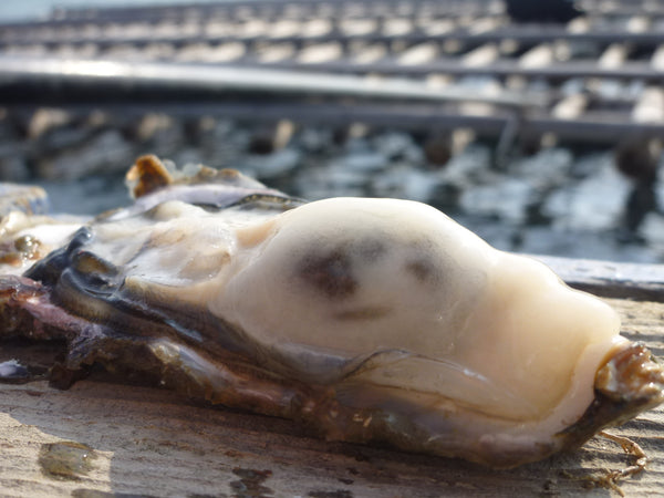 【送料無料】新商品!! 岡山県産生食用牡蠣(ノロウイルス検査済)8個入り